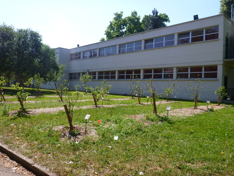 verger école Maurice d'Ocagne juin 2015