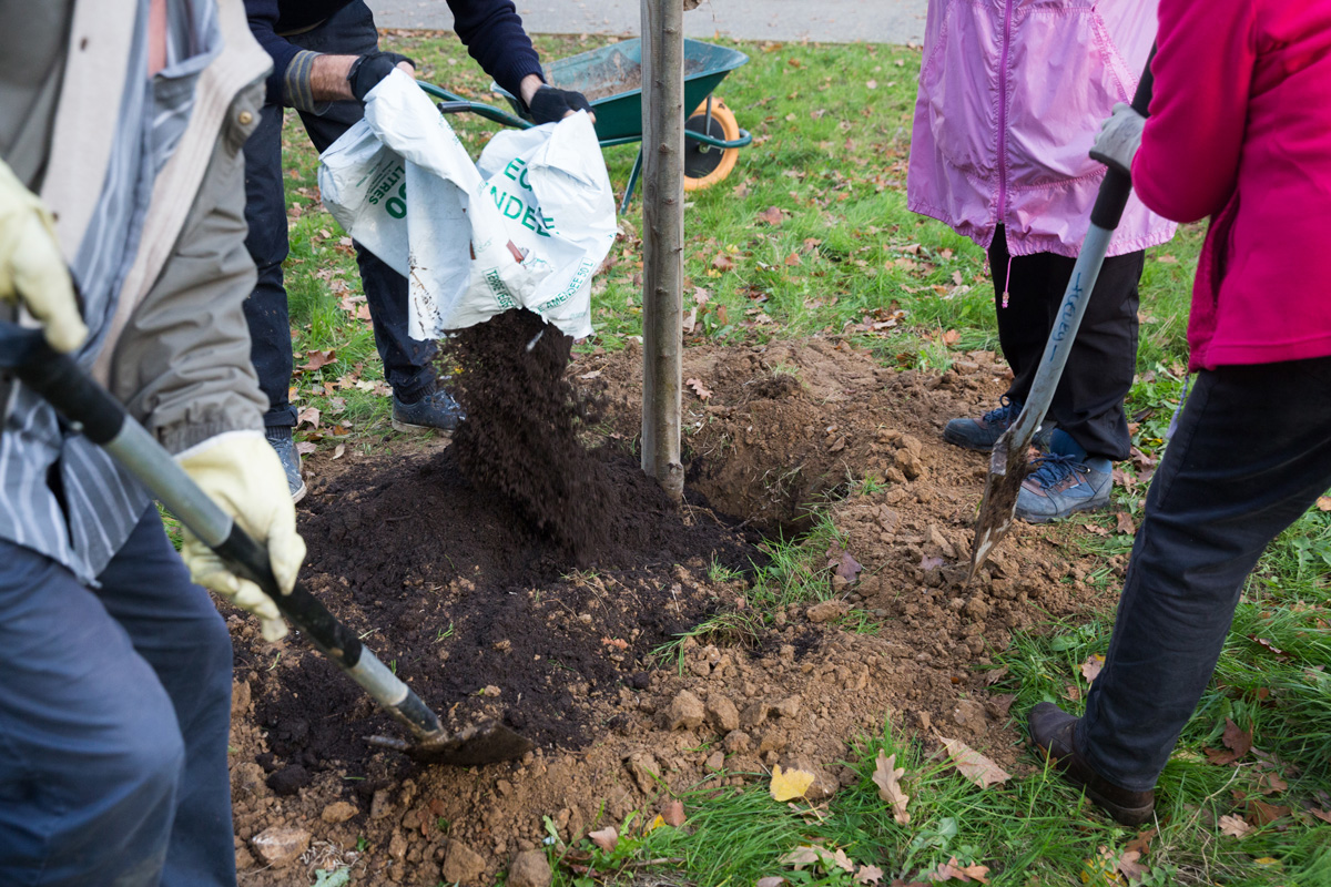 Plantation d' un arbre dans le jardin Emmanuel Fleury par les habitants du quartier avec l' aide de l' association " Vergers Urbains"