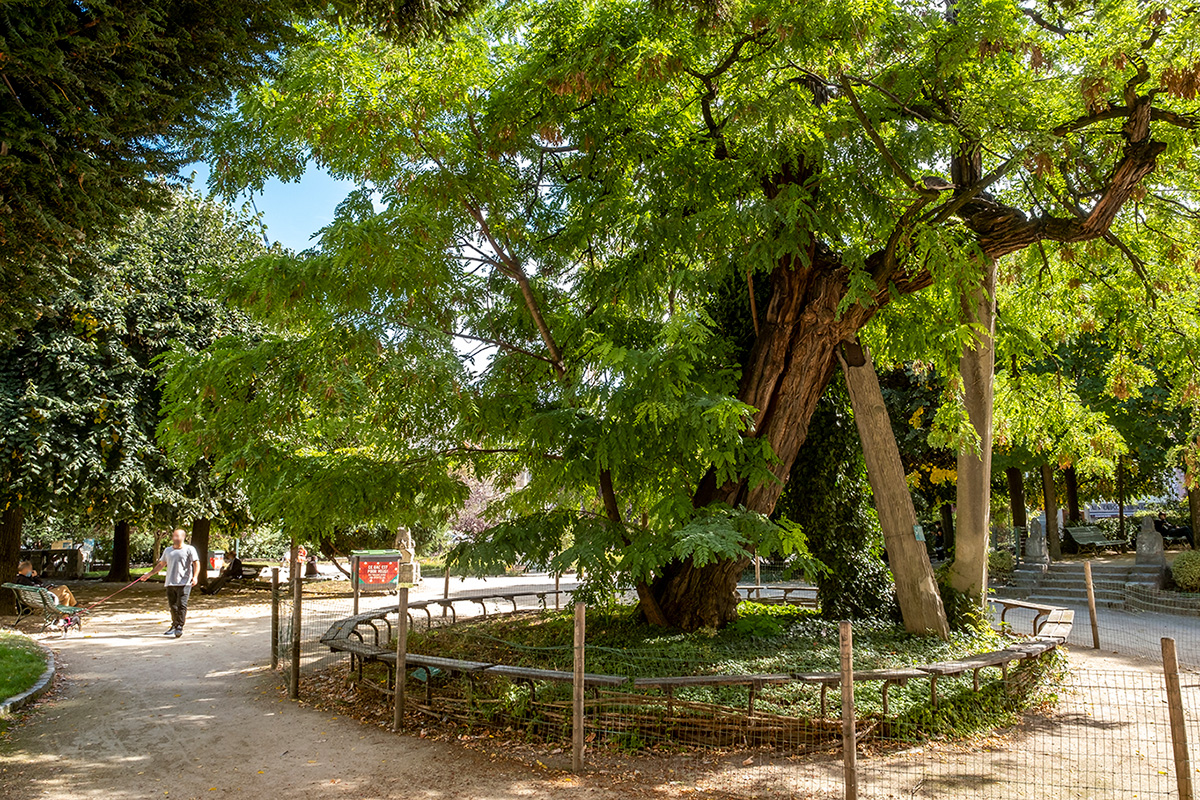 Le Robinier faux-acacia du square René Viviani