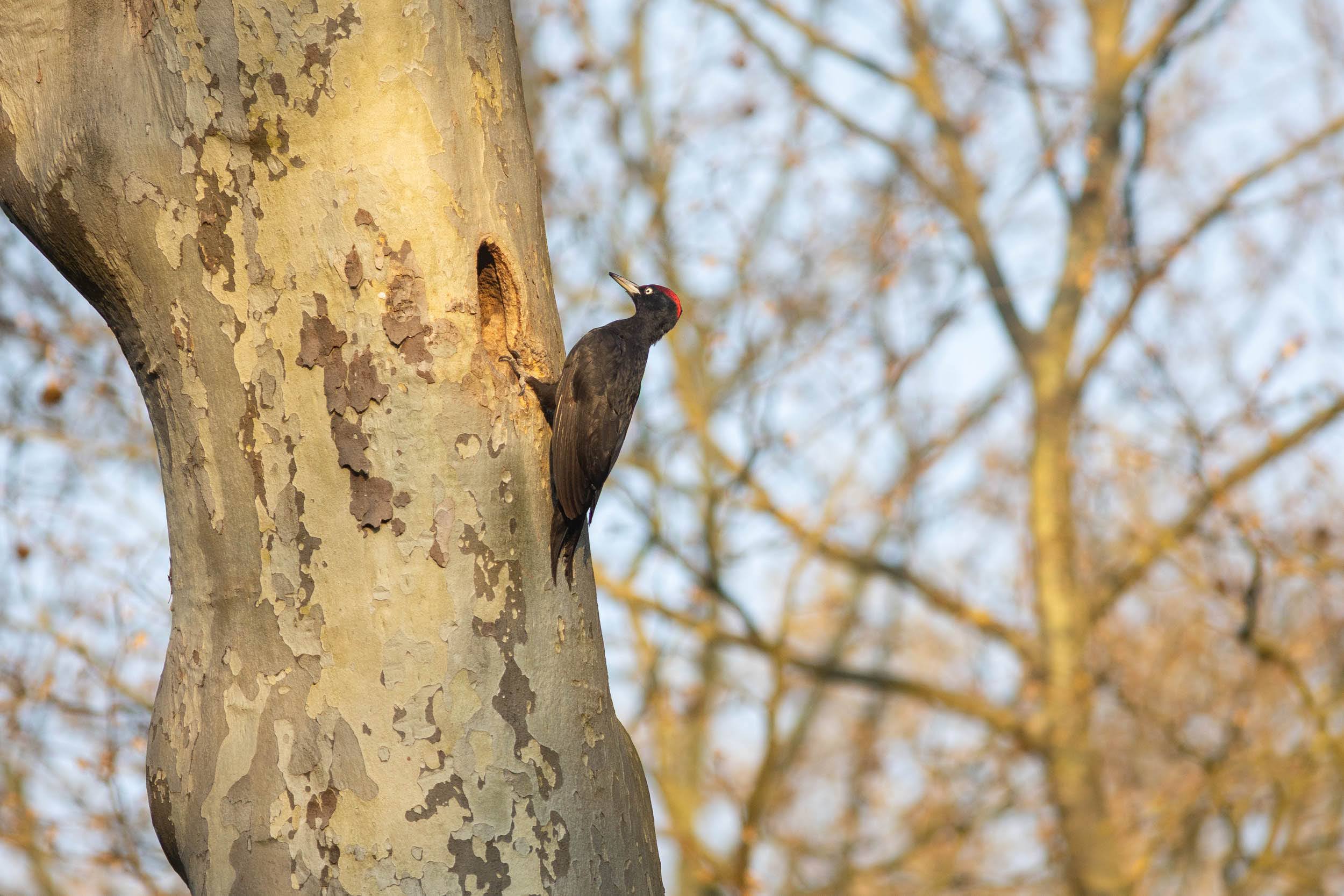Pic noir (mâle) entrant dans son nid, dans le bois de Boulogne, avril 2021