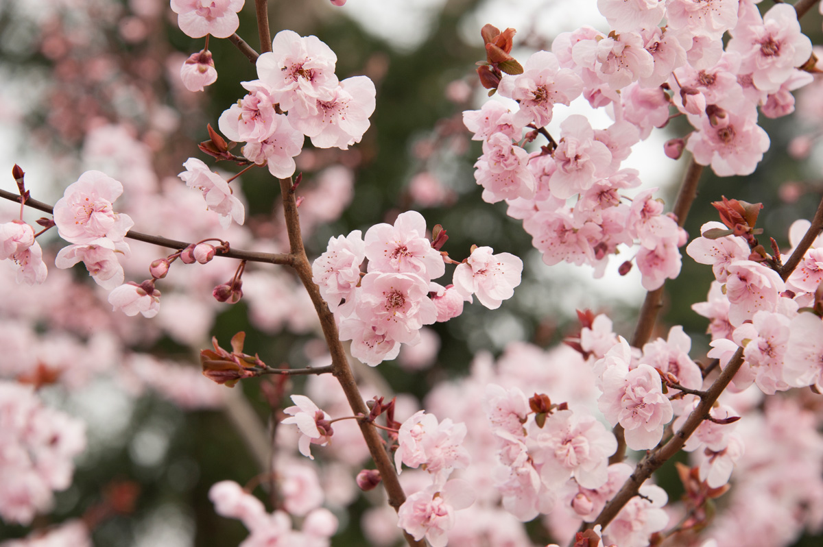 Arbre en fleurs au printemps.