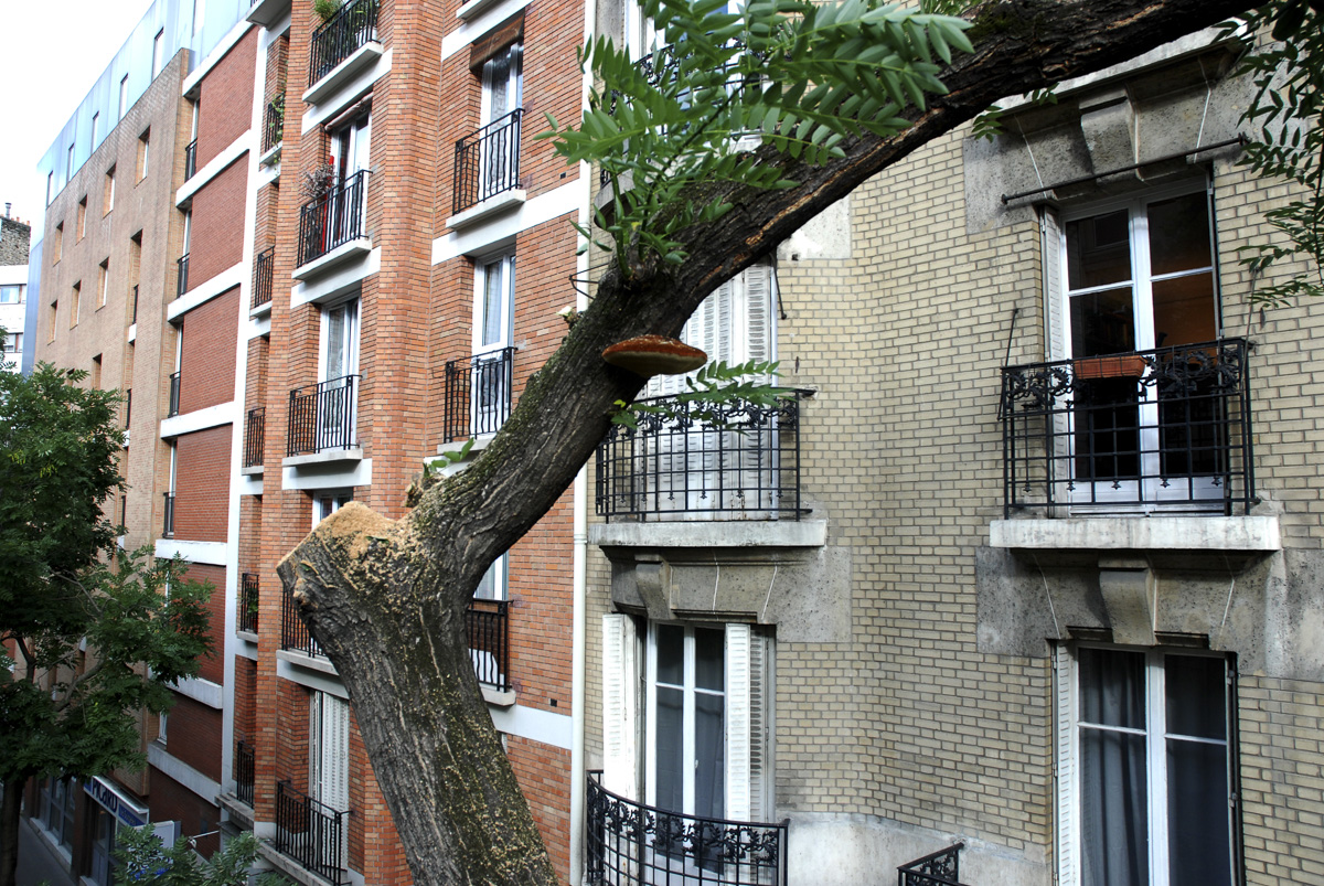 Démontage, élagage d'un arbre malade,(Champignon) rue de Tolbiac.