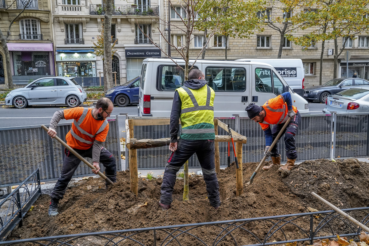 Plantation d'un arbre Avenue Daumesnil.
