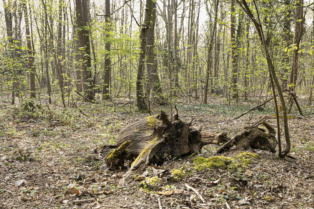 Bois mort dans le bois de Boulogne.