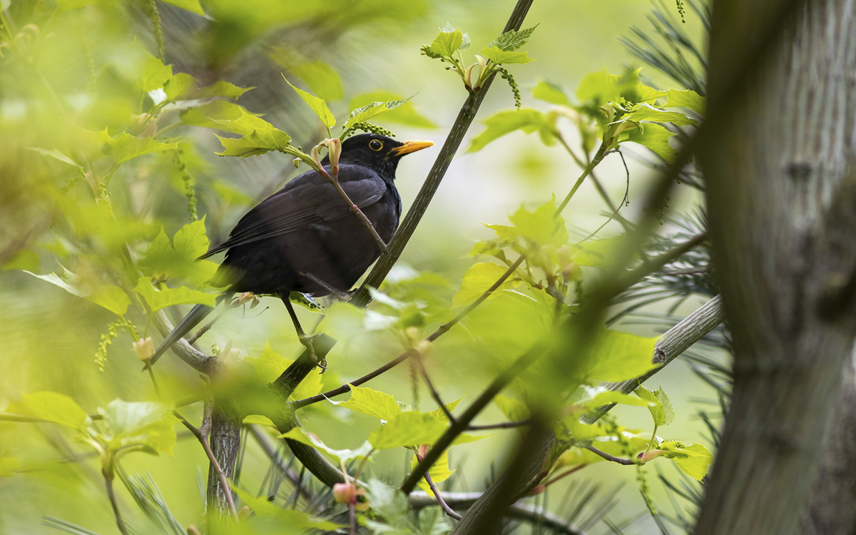 Merle noir dans le Parc de Bercy.