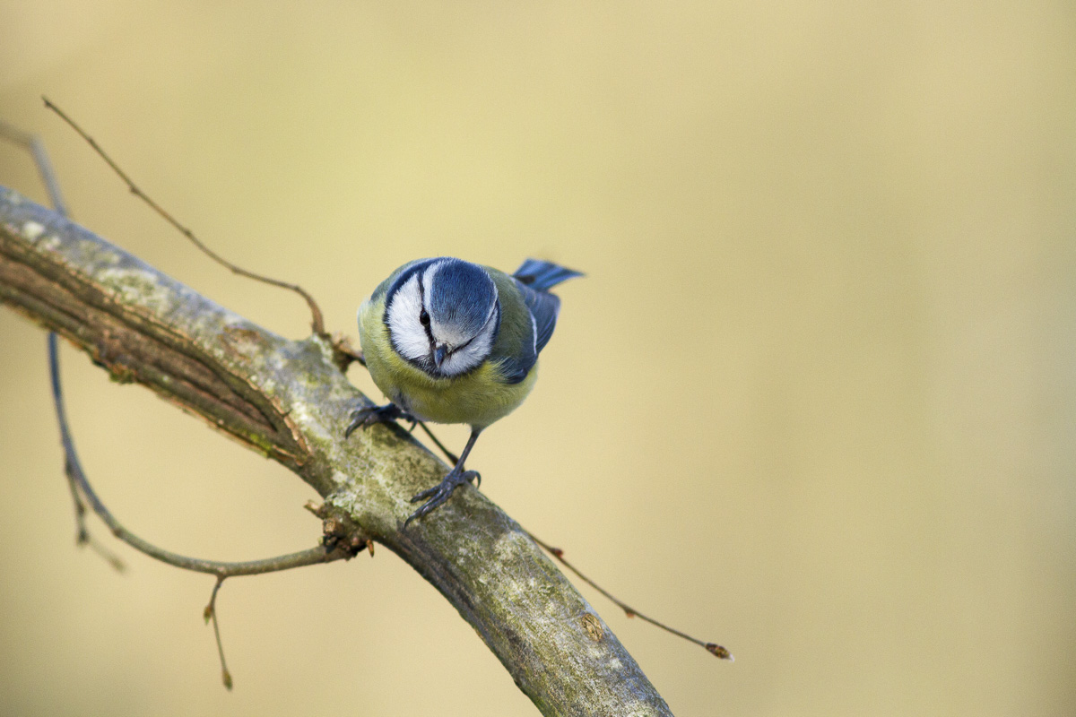 Mésange bleue au bois de Vincennes.