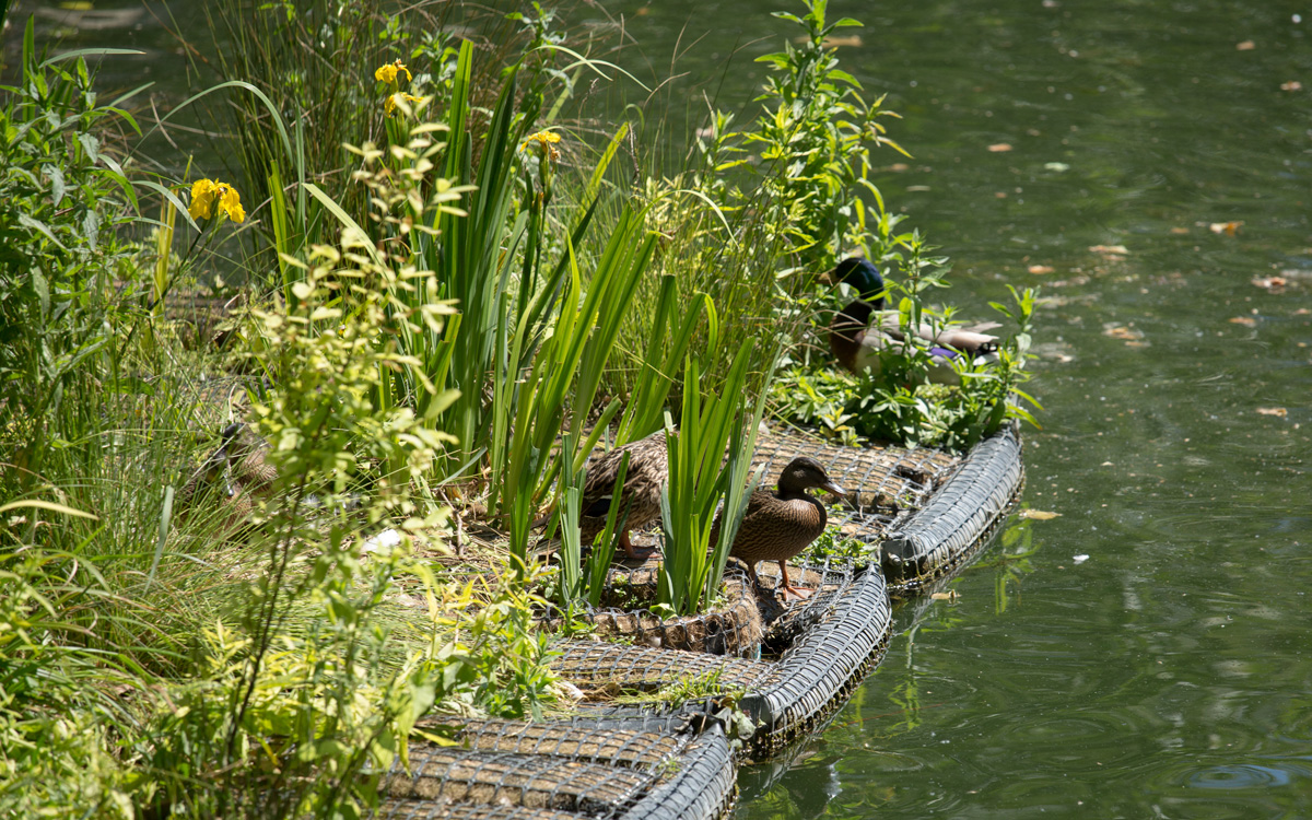 Radeau végétalisé sur le Canal Saint-Martin.
