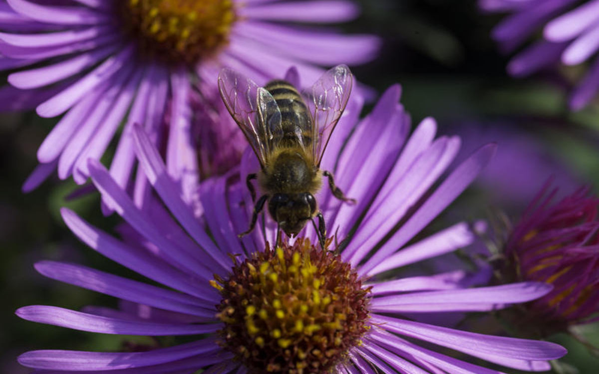 Biodiversité