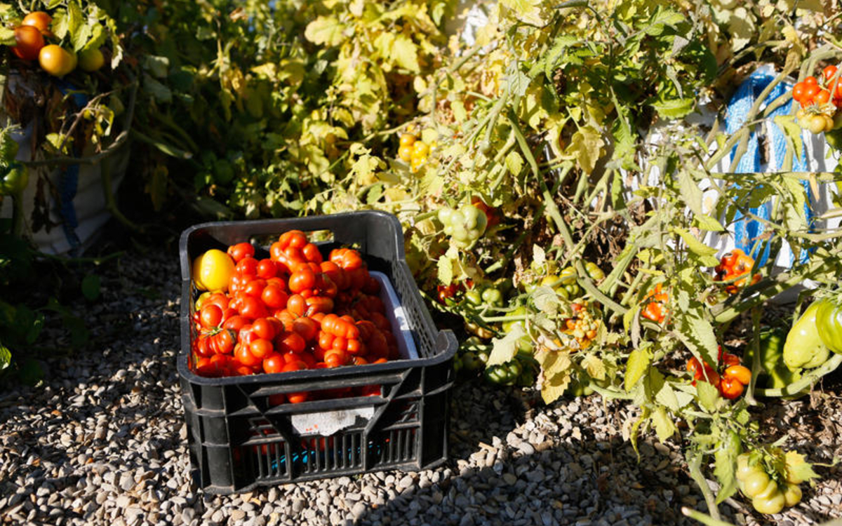 Potager