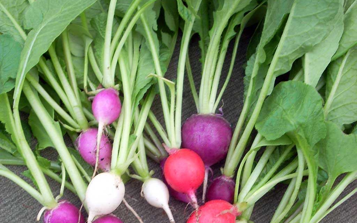 fanes de radis