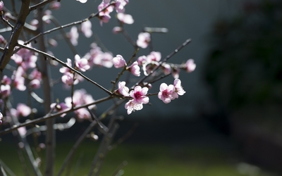 Cerisier du Japon