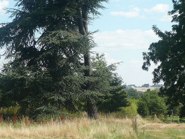 La vue sur le château de Versailles depuis l’Arboretum de Versailles-Chèvreloup