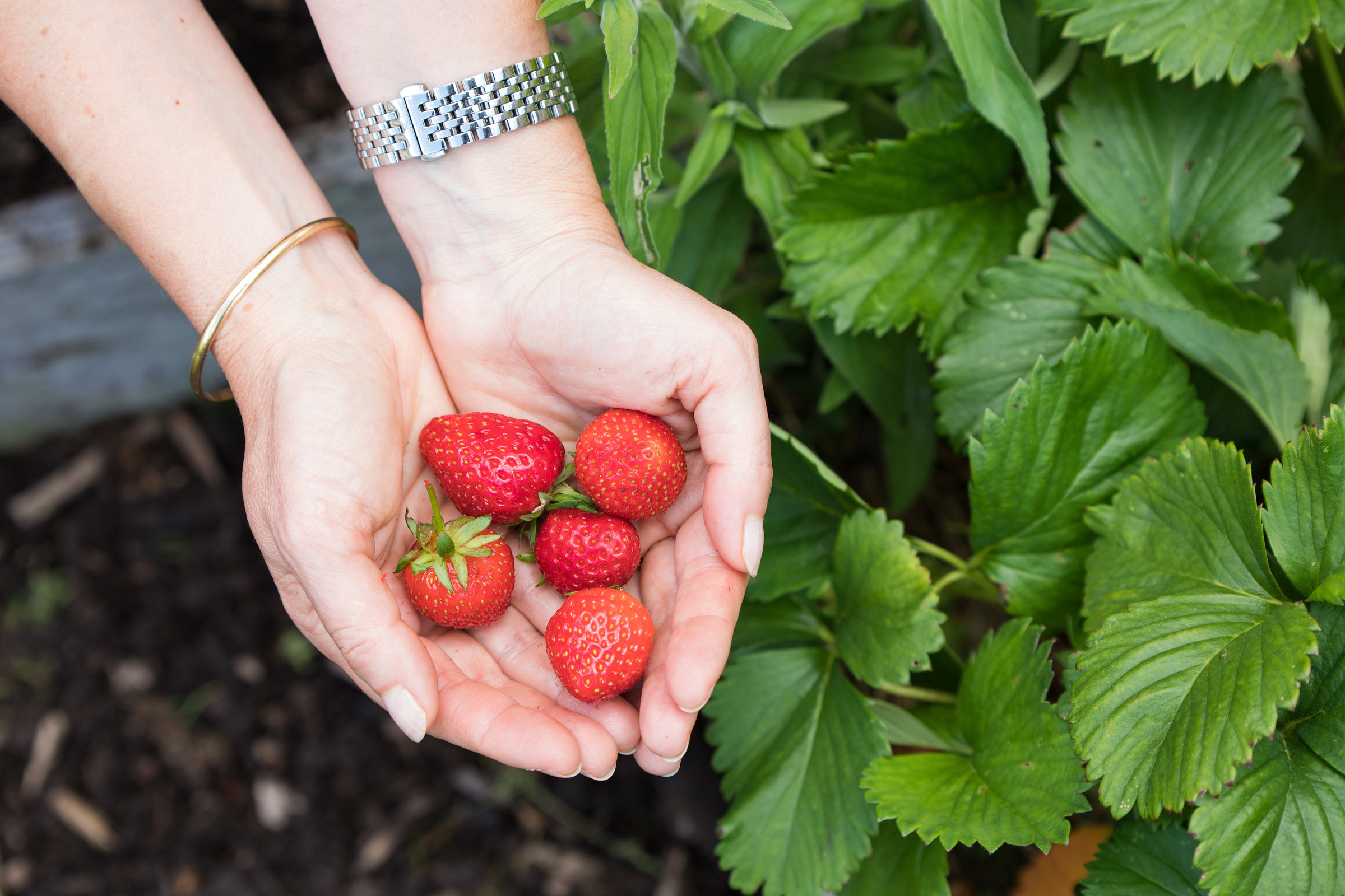 fraises
