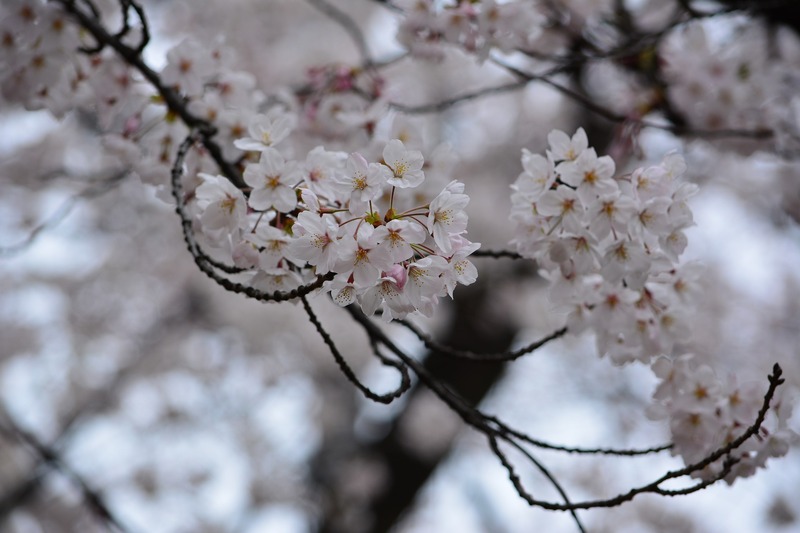 Cerisier du Japon