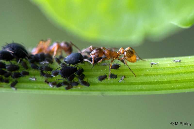 Fourmis