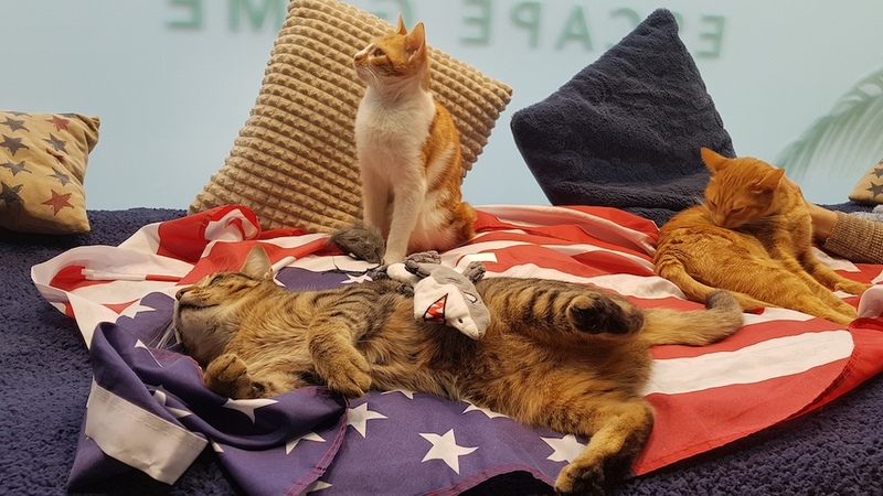 Chats du Triangle Escape Game