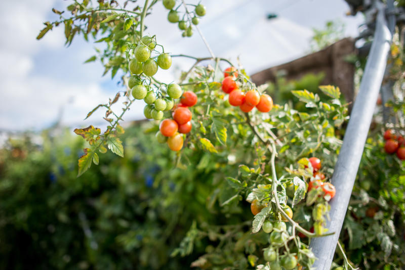 Tomates en extérieur
