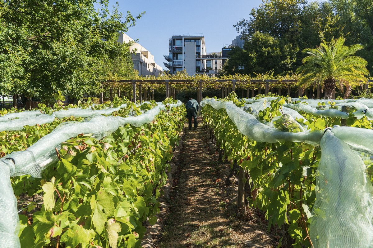 Les Vendanges Participatives au Parc de Bercy
