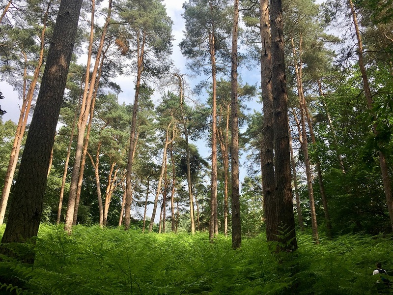 Haute Vallée de Chevreuse : La Haute Vallée de Chevreuse dans les Yvelines, l'un des quatre parcs naturels d'Île-de-France