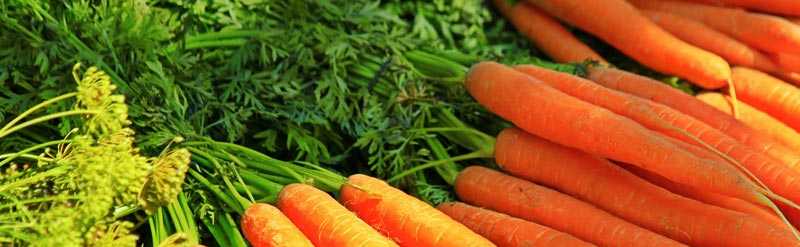 Carottes et fanes