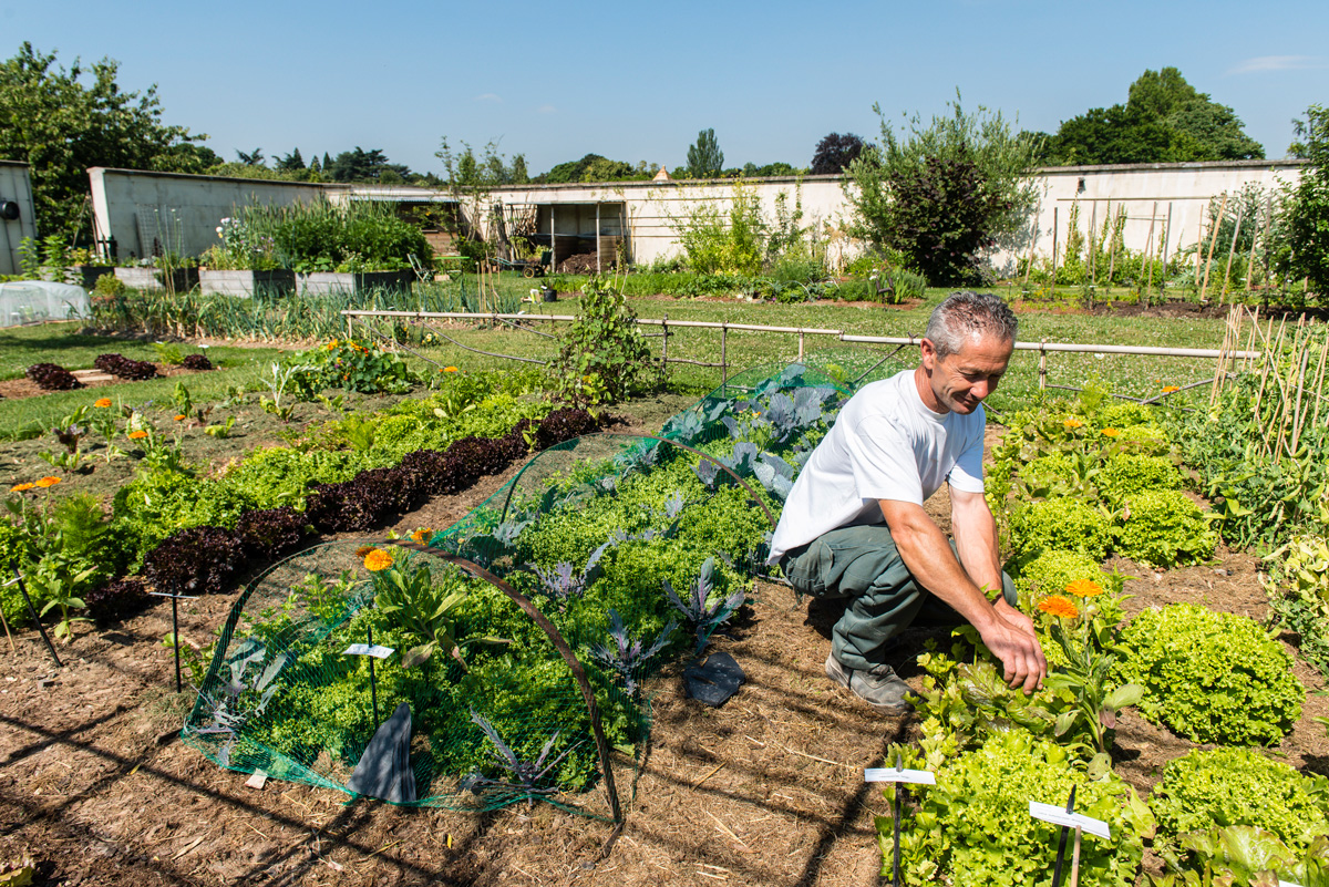 potager