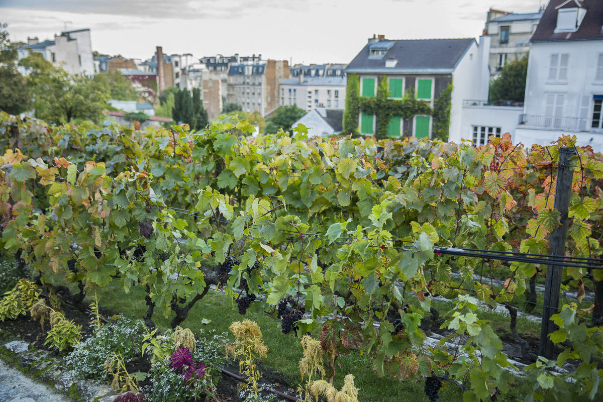 Les vignes de Montmartre