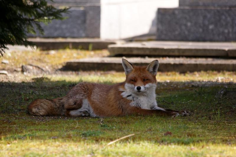 Renard roux au cimetière parisien de Pantin
