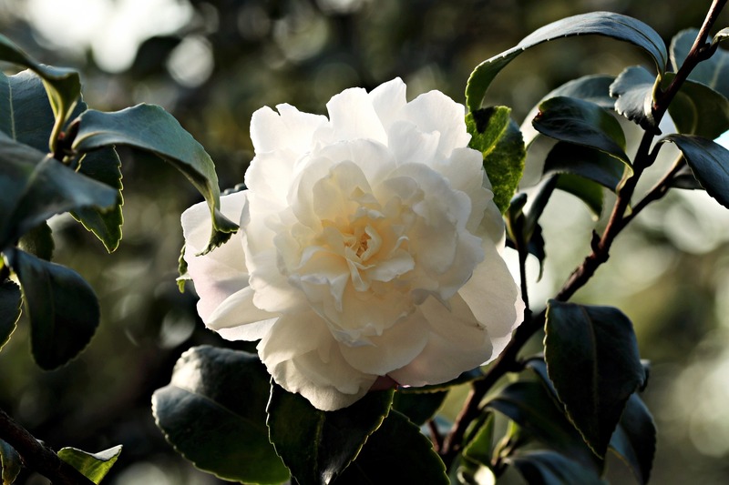 Camélia du Japon