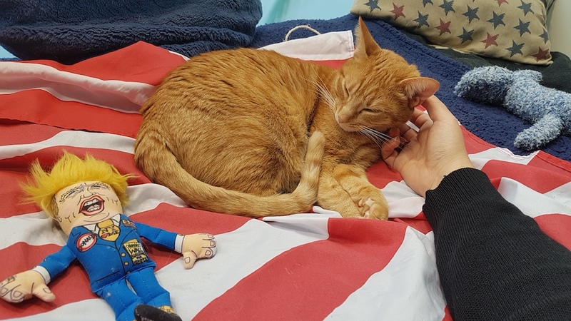 Potiron, le chat roux du Triangle