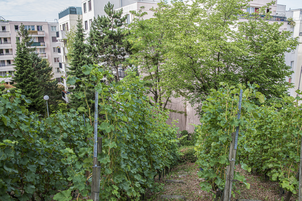 Les vignes sur la butte bergeyre