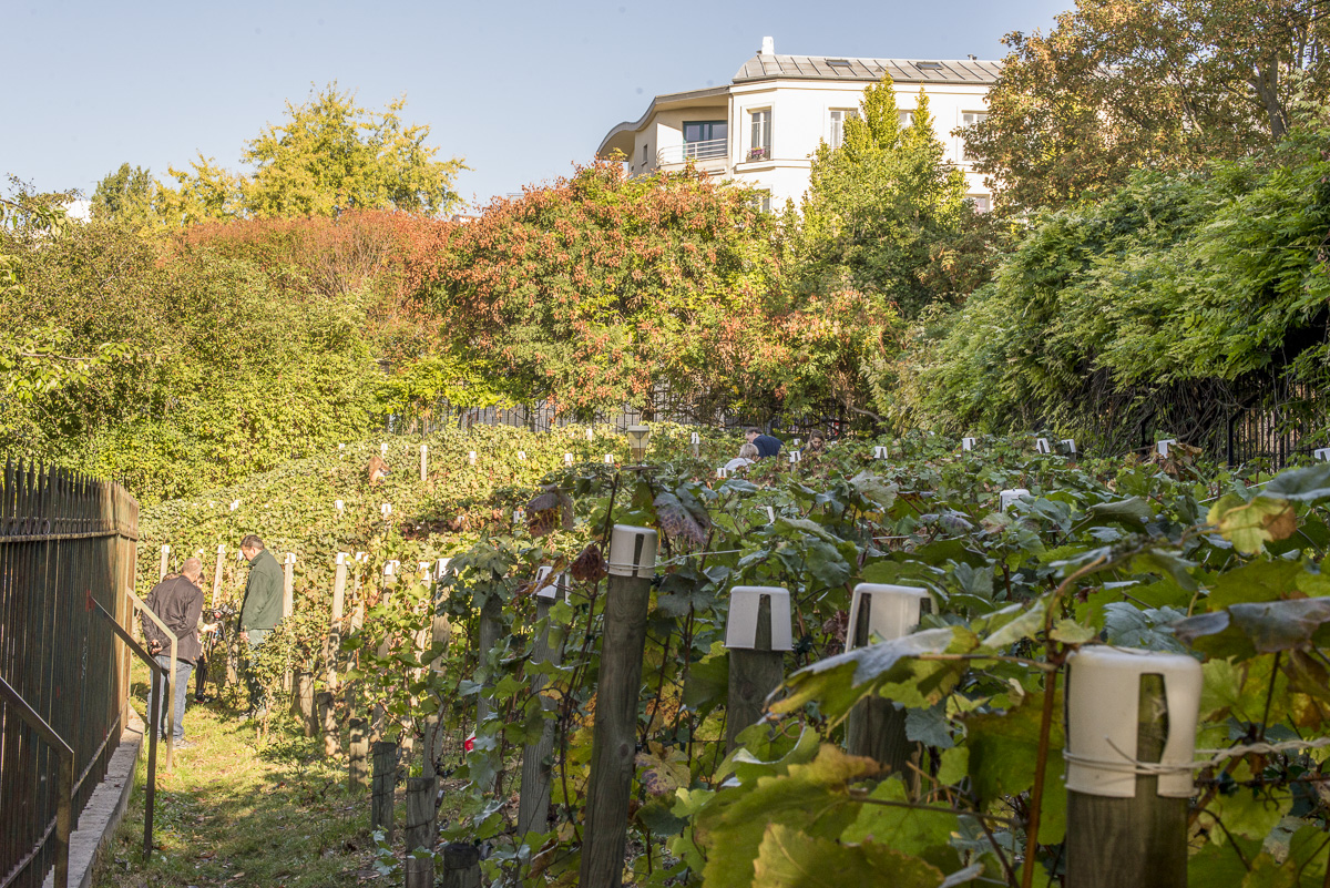Les Vignes de Belleville