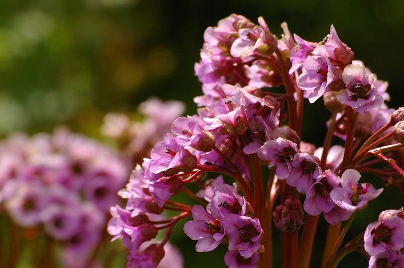 Bergenia