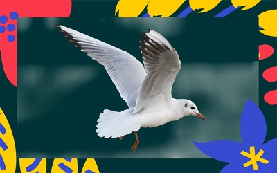 Mouette rieuse