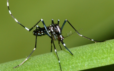 Moustique tigre (Aedes albopictus)