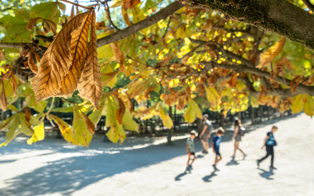 Jaunissement des feuilles d'arbres en été