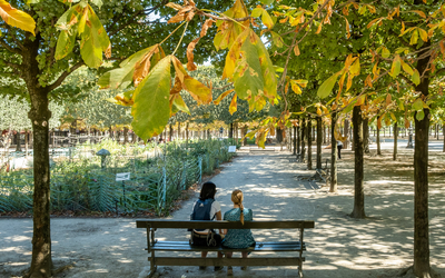 Jaunissement des feuilles d'arbres en été