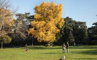 Ginkgo Biloba, arbre remarquable au parc de Montsouris