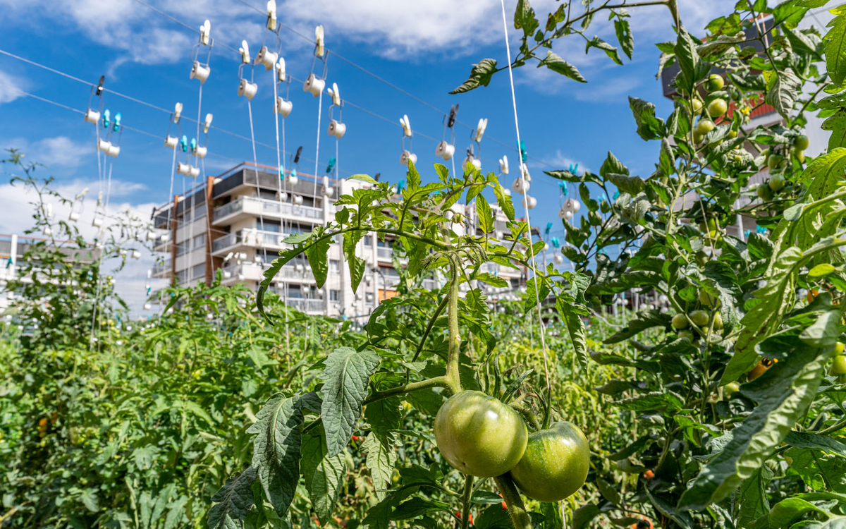 Agriculture urbaine Parisculteurs, Cour des lions