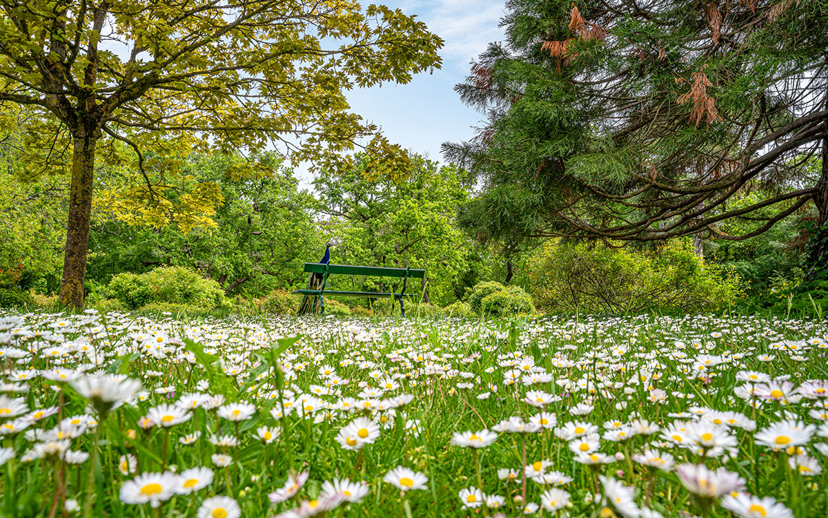 Parc de Bagatelle, printemps, marguerites